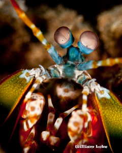 Peacock Mantis Shrimp - Shot in Manado with a Canon 40D. ... by William Loke 